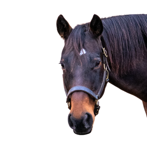 A brown horse head with a star and a leather halter.